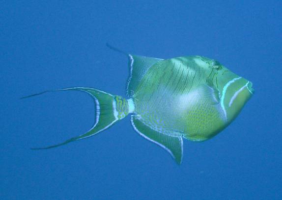 Peixe nos acompanha no Randy's Gazeboo, em Little Cayman, nas Ilhas Caiman